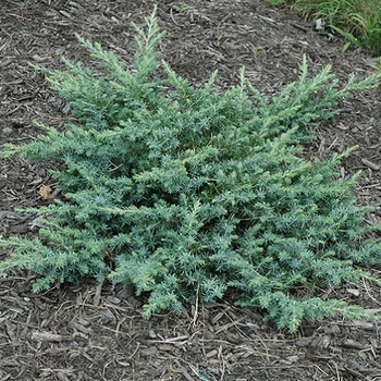 Juniperus conferta 'Silver Mist' 