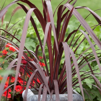 Cordyline australis 'Panic Burgundy' 