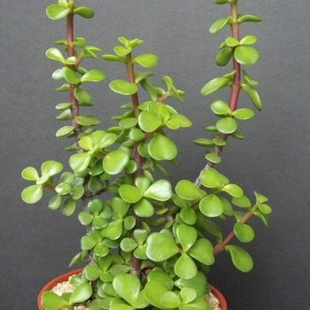 Portulacaria afra forma macrophylla