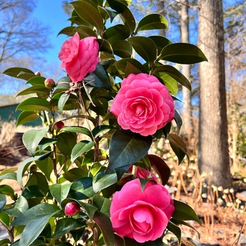 Camellia japonica 'Jacks' 