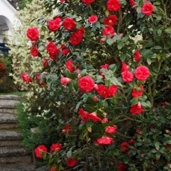 Camellia japonica 'April Tryst' 