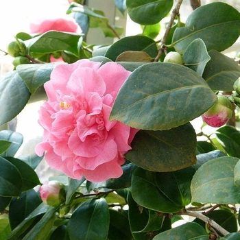 Camellia japonica 'Ack-Scent' 