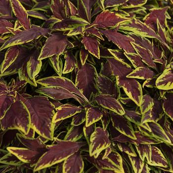 Coleus scutellarioides 'Le Freak' 