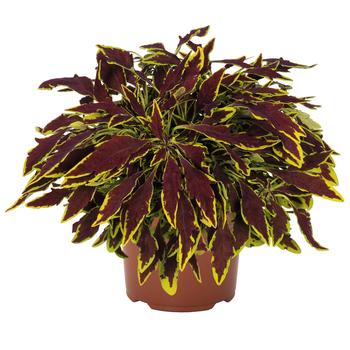 Coleus scutellarioides Stained Glassworks™ 'Le Freak' (278106)