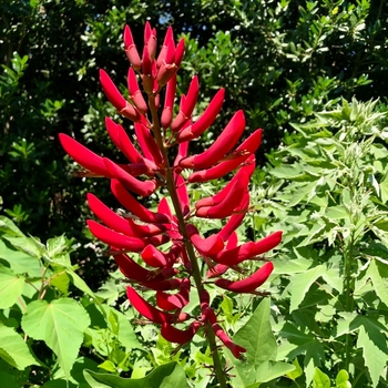 Erythrina herbacea