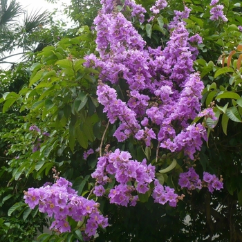 Lagerstroemia speciosa