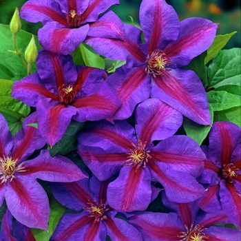 Clematis 'Mrs. N. Thompson' 