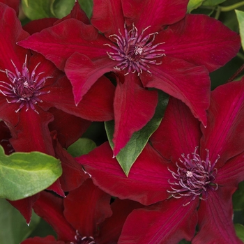 Clematis 'Evipo079' PPAF