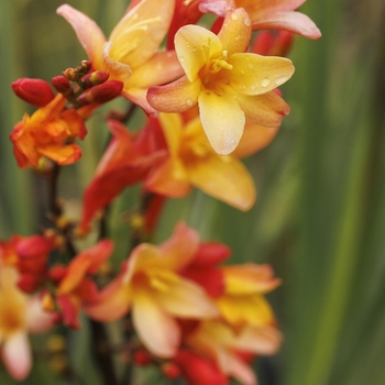 Crocosmia 'Pek Or' 