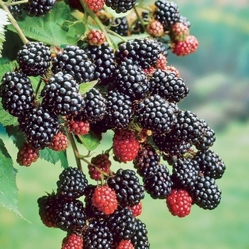 Rubus 'Prime-Ark® 45' PP22449