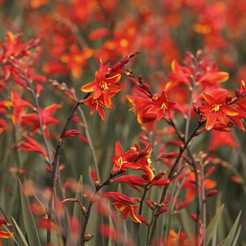 Crocosmia 'Red King' 