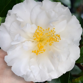 Camellia sasanqua 'Bonanza' 