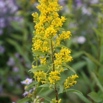 Solidago speciosa