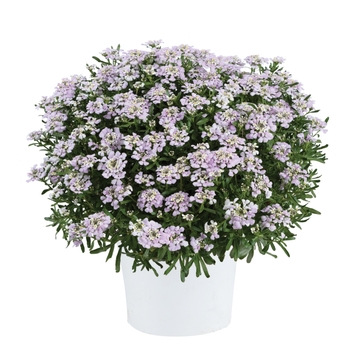 Iberis 'First Flush® Lavender' 