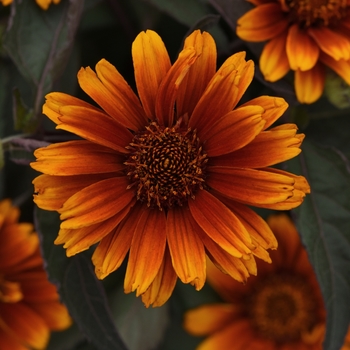 Heliopsis helianthoides 'Summer Eclipse' 