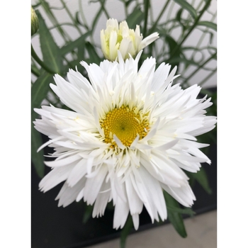 Leucanthemum maximum 'Rebecca' PPAF