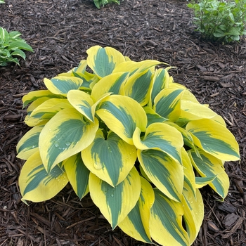 Hosta 'Ben Vernooij' 