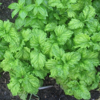 Ocimum basilicum 'Crispum' 