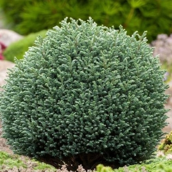 Chamaecyparis pisifera 'Blue Moon' 