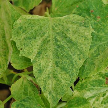 Ipomoea batatas 'Green Splash' 