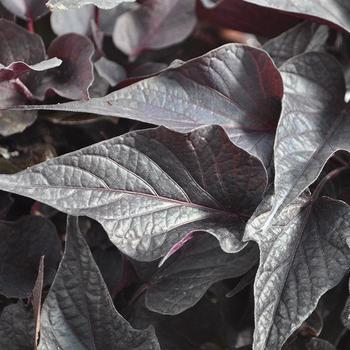 Ipomoea batatas 'Black Maple' 