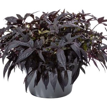 Ipomoea batatas Sweet Georgia® '' (278213)