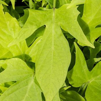 Ipomoea batatas 'Green Light' 