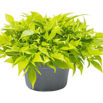 Ipomoea batatas Sweet Georgia® 'Green Light' (278215)