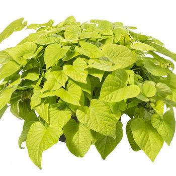 Ipomoea batatas Sweet Georgia® 'Light Green Heart' (278217)