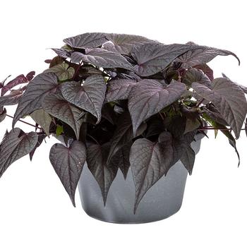 Ipomoea batatas Sweet Georgia® 'Purple Heart' (278219)