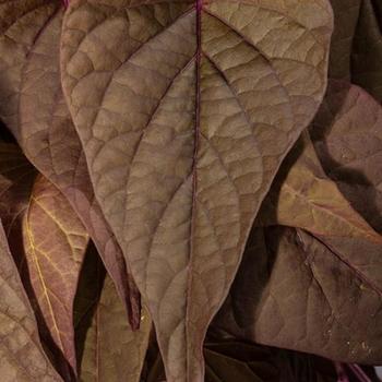 Ipomoea batatas 'Red Heart' 