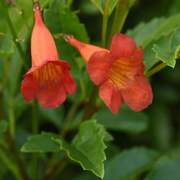 Tecoma alata 'Pomegranate' 