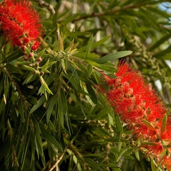 Callistemon viminalis 'Hannah Ray' 