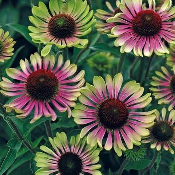 Echinacea purpurea 'Green Twister' 