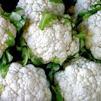 Brassica oleracea 'Snow Crown' 