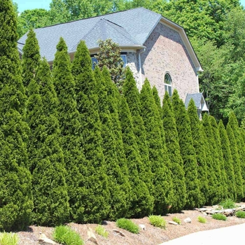 Thuja occidentalis 'Full Speed a Hedge®' 