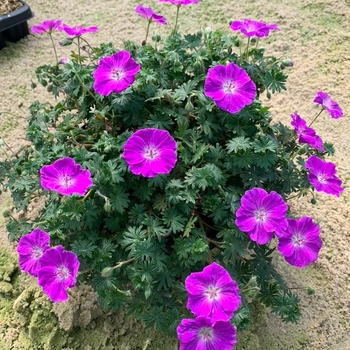 Geranium sanguineum