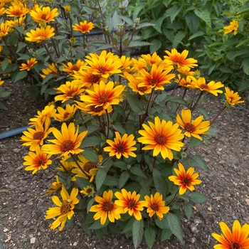 Helianthus helianthoides 'Sole Scuro' 