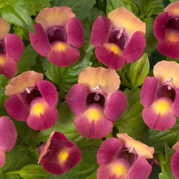 Torenia 'Magenta Moon™' 