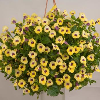 Torenia 'Yellow Moon™' 