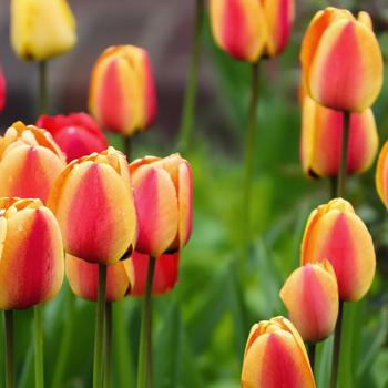 Tulipa 'Apeldoorn Elite' 