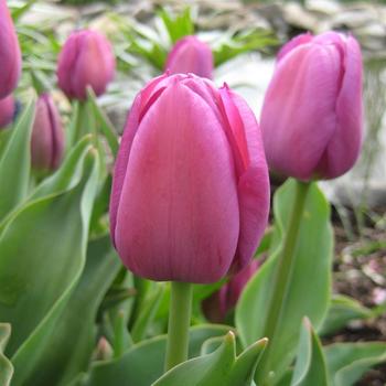 Tulipa 'Negrita' 