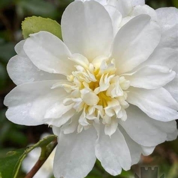 Camellia sasanqua 'Bonanza' 