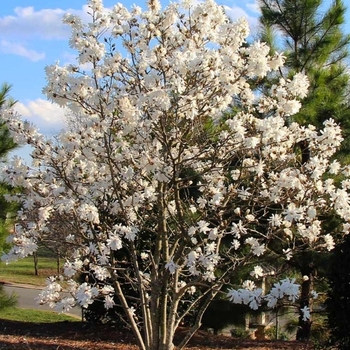 Magnolia stellata 'Royal Star' 