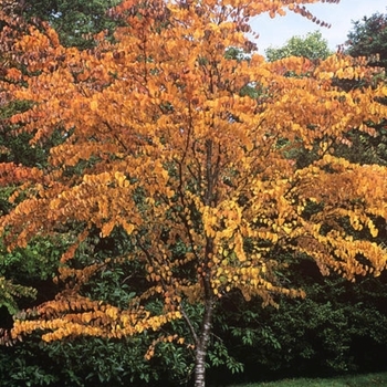 Cercidiphyllum japonicum var. magnificum