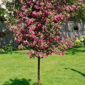 Malus 'Shotizam' 