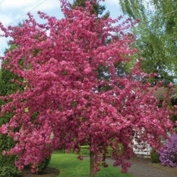 Malus 'Friudlund' 