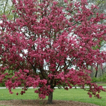 Malus 'Purple Prince' 