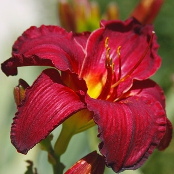 Hemerocallis 'Ruby Stella' 