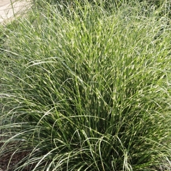 Miscanthus sinensis 'Bandwidth' 